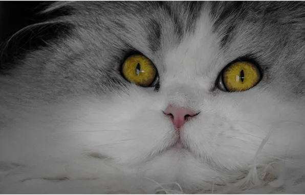 Картинка кошка, кот, взгляд, мордочка, носик, глазища, котейка