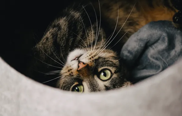 Кошка, кот, взгляд, темный фон, лежит, мордашка