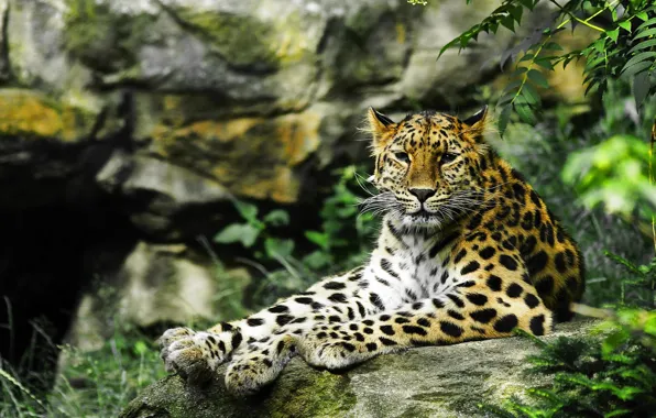 Картинка взгляд, хищник, леопард, дикая кошка
