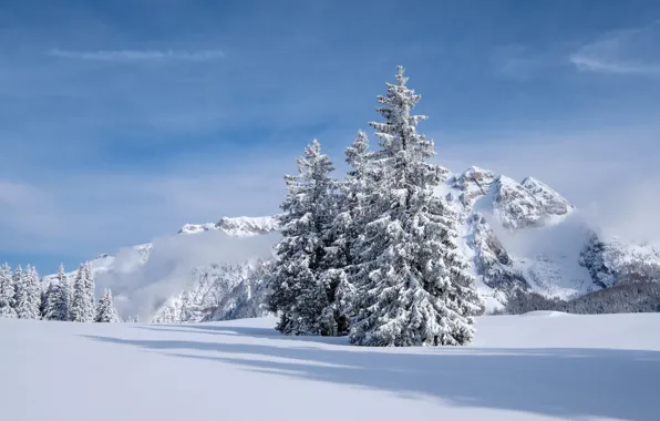 Зима, снег, горы, ели, Италия, Italy, Доломитовые Альпы, Dolomites