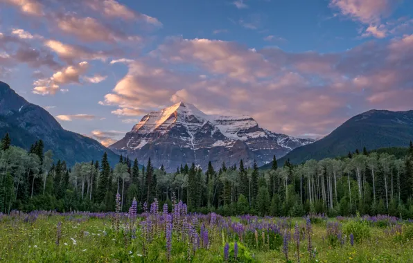 Картинка лес, деревья, цветы, горы, луг, Канада, Canada, British Columbia