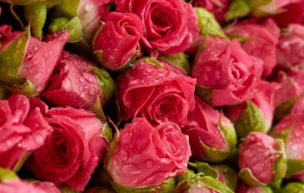 Картинка цветы, фон, розы, розовые, fresh, pink, flowers, background