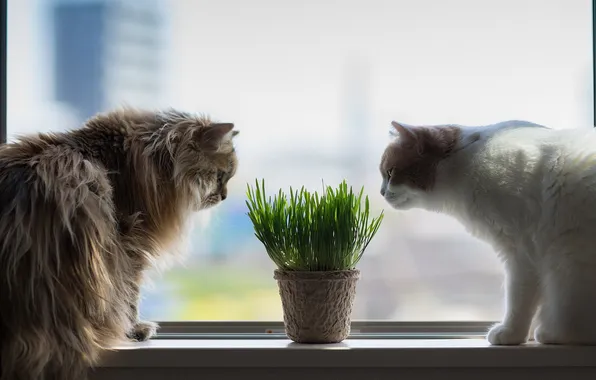 Картинка кошки, окно, Torode