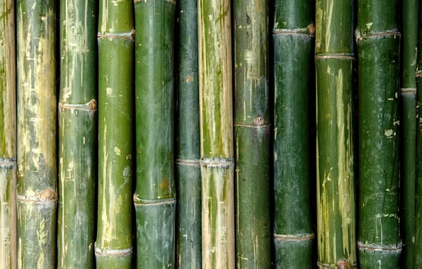 Green, Bamboo, pattern