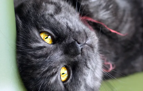 Картинка кошка, кот, взгляд, черный, полосатый, cat