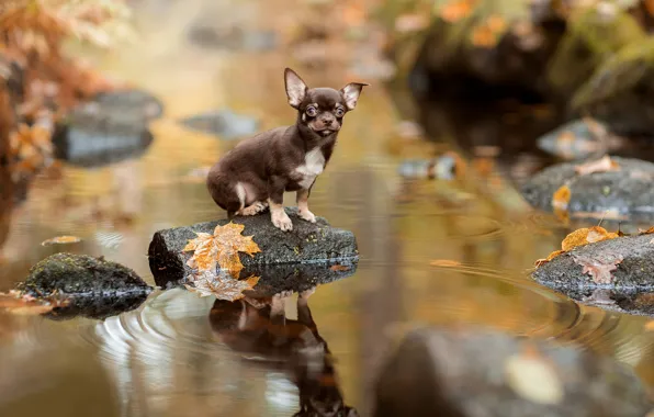 Картинка осень, листья, вода, отражение, камни, пёсик, Чихуахуа, собачонка