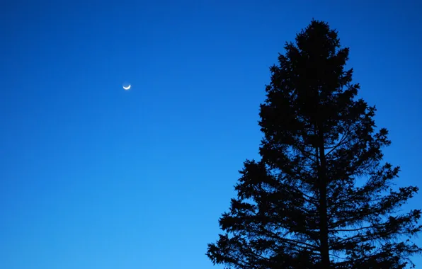 Картинка небо, луна, moon, сумерки, sky, Сосна, pine