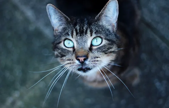 Кошка, кот, смотрит вверх