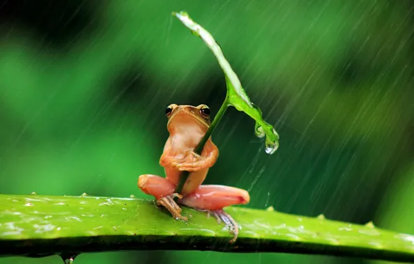 Картинка фон, дождь, листок, лягушка