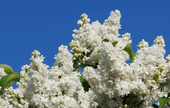 White, lilac, blooming
