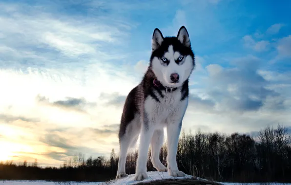 Картинка зима, небо, собака, хаски