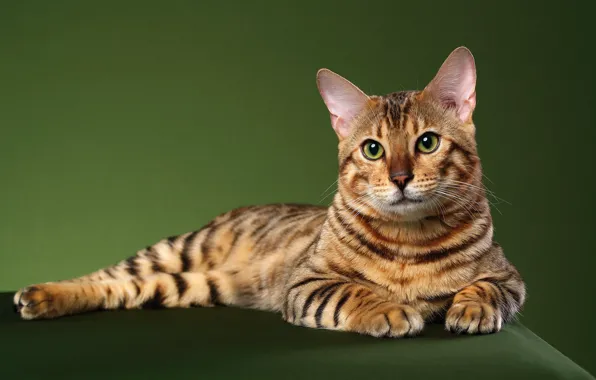 Кошка, кот, взгляд, поза, лежит, мордашка, зеленый фон, фотостудия