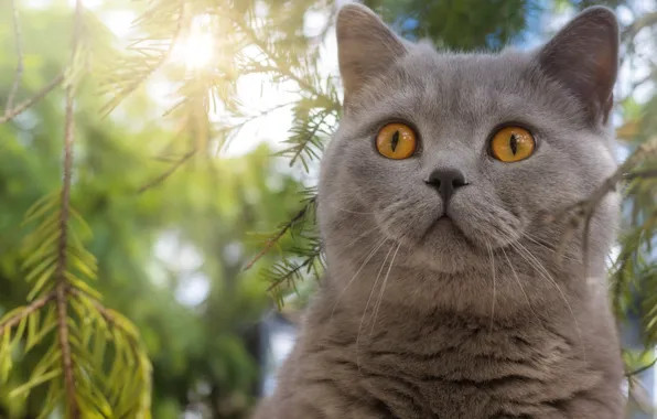 Кошка, кот, взгляд, морда, ветки, поза, серый, портрет