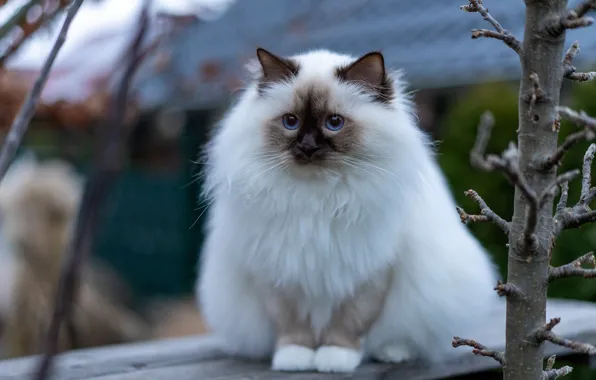 Кошка, кот, взгляд, ветки, поза, дом, дерево, белая