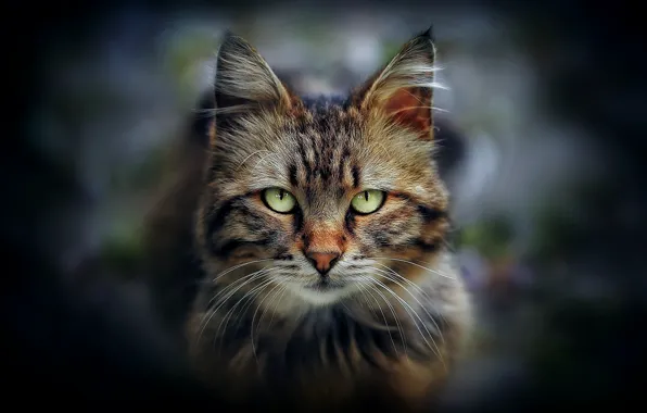 Портрет, взгляд, мордочка, котейка, зелёные глаза, кот
