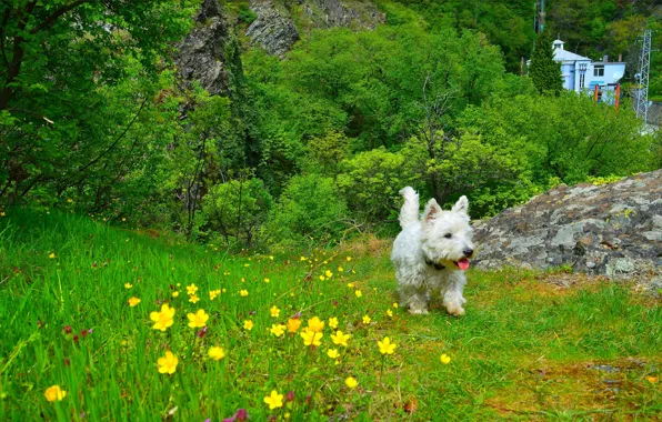 Картинка трава, Природа, Собачка, Цветочки, grass, Dog, nature, Flowers