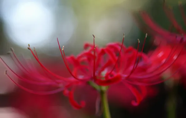 Картинка цветок, макро, красный, лепестки, radiata, Lycoris
