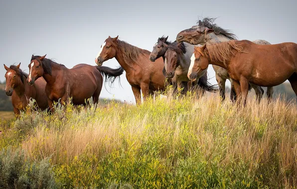 Картинка поле, трава, дикие лошади