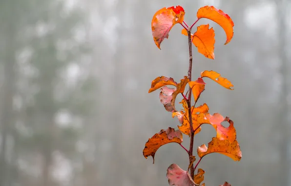 Осень, листья, туман, растение, ветка