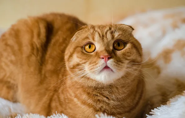 Кошка, кот, взгляд, морда, фон, портрет, вислоухий, покрывало