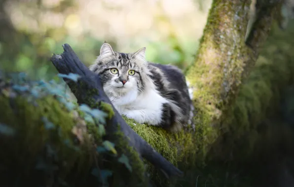 Картинка кошка, взгляд, дерево, пушистая