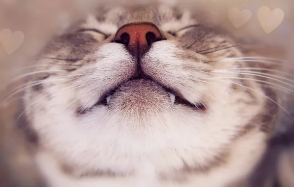 Картинка кошка, кот, усы, морда, улыбка, нос, мордашка, усики