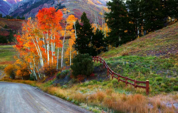 Дорога, осень, лес, листья, деревья, природа, парк, colors