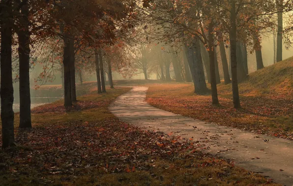 Картинка осень, листья, деревья, туман, озеро, парк, путь
