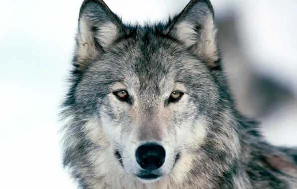 Картинка глаза, взгляд, морда, серый, волк