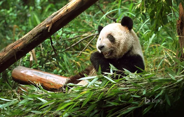 Лес, листья, медведь, панда, Китай, зоопарк, Чунцин, бвмбук