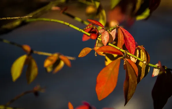 Картинка осень, листья, макро, ветка