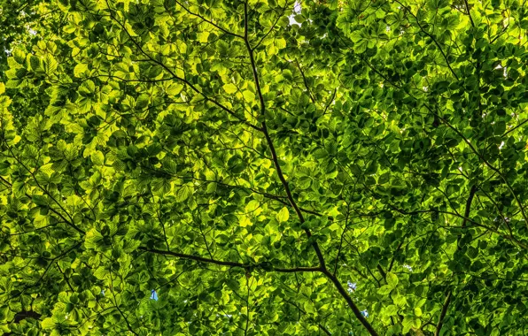 Природа, Цвет, Листья, Зеленый, Лето, Ветки, Nature, Листва