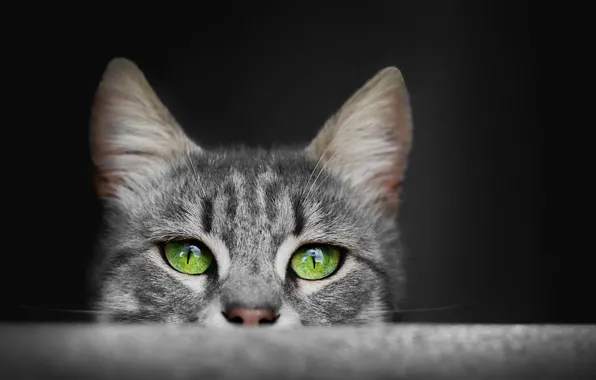 Глаза, кот, серый, пушистый, ушки, зелёные глаза