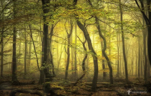 Лес, деревья, ветки, туман, Нидерланды, Lars van de Goor