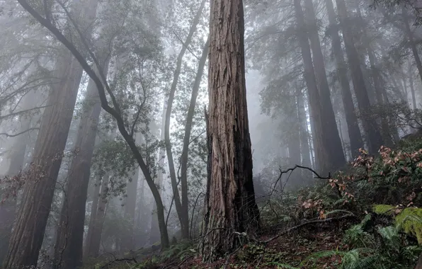 Деревья, природа, туман, США, Мьюирский лес