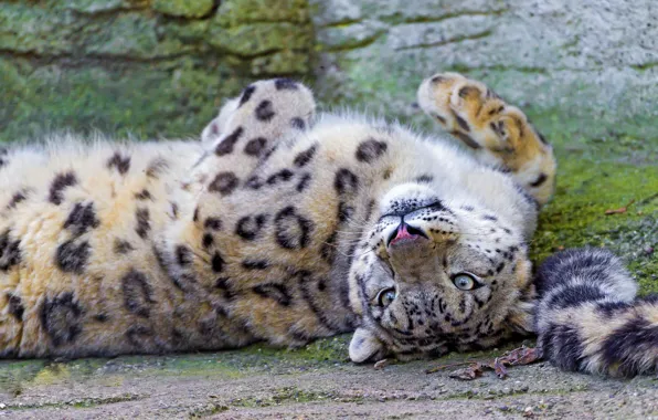 Отдых, игра, снежный барс, snow leopard