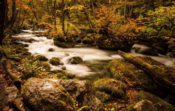 Осень, лес, листья, вода, деревья, пейзаж, ветки, природа