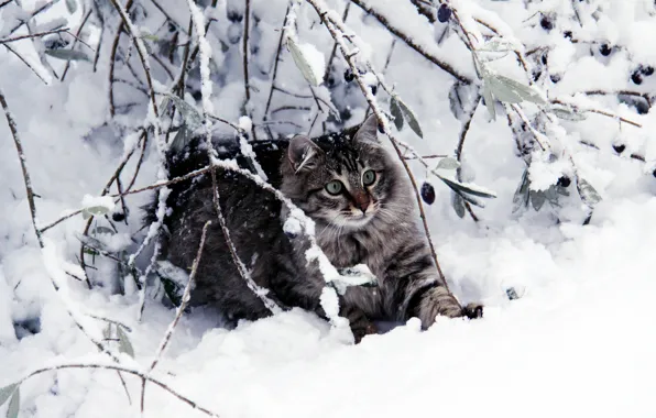 Зима, кошка, кот, взгляд, листья, снег, ветки, природа