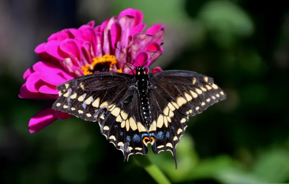 Картинка цветок, природа, бабочка