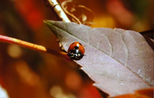 Картинка осень, листва, насекомое