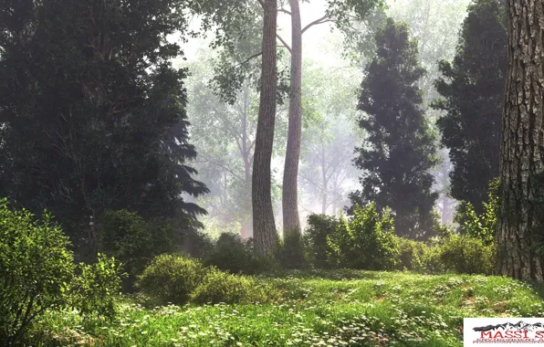Лес, стволы, растительность, дымка, foggy clearing