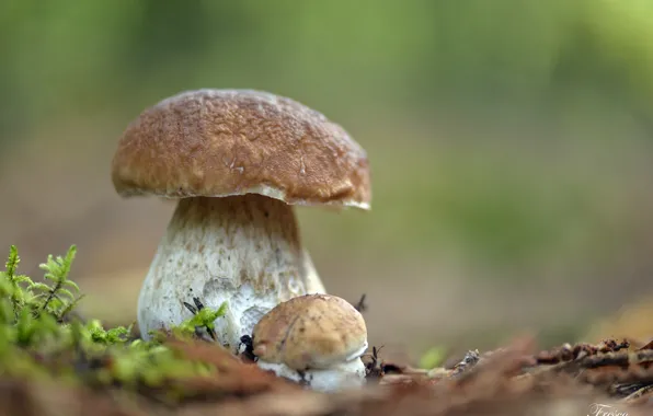 Белый, грибы, красавец, боровик