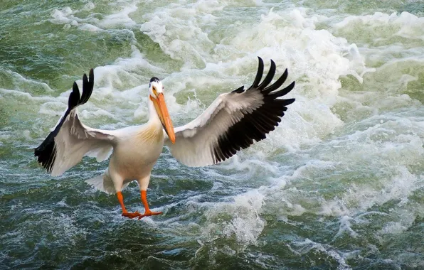 Вода, птица, крылья, пеликан