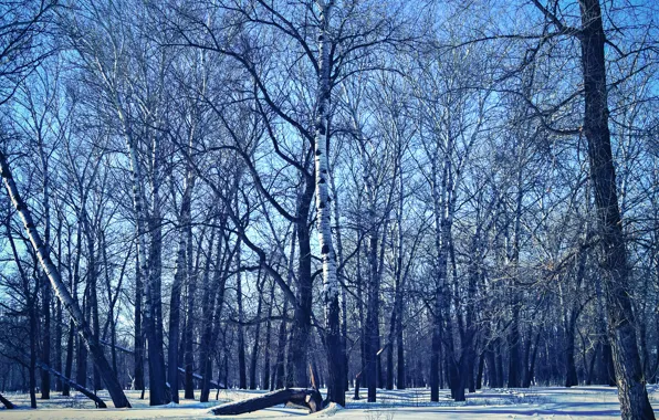 Солнце, Небо, Природа, Дерево, Деревья, Лес, Ель, Ствол
