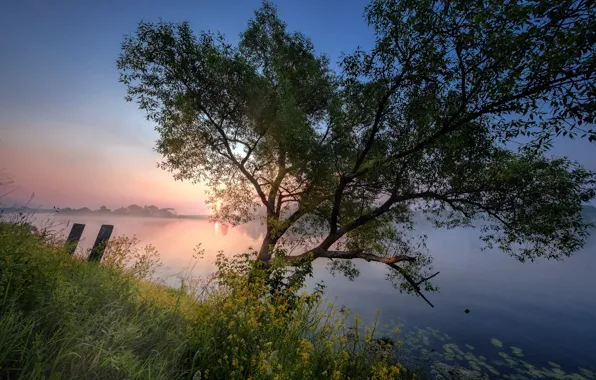 Картинка лето, трава, пейзаж, природа, река, дерево, рассвет, берег