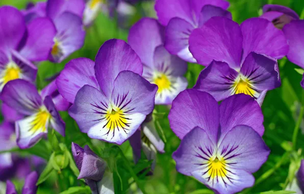 Лето, макро, цветы, природа, красота, растения, анютины глазки, дача