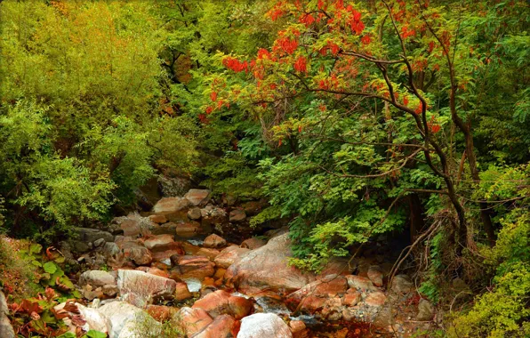 Картинка Осень, Лес, Камни, Fall, Речка, Autumn, Colors, River