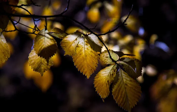 Осень, листья, природа