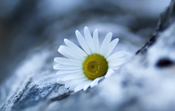 Картинка flower, nature, marguerite