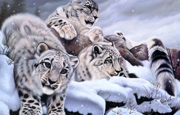 Картинка зима, снег, арт, ирбис, снежный барс, Daniel Renn Pierce